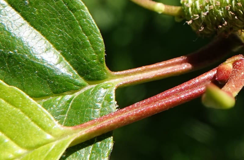 Alnus viridis subsp. fruticosa, C. Davidson 13827--ID. Shoshone Co. Hobo Cedar Grove. 9 Jul 2018. DSC06256 (179).JPG