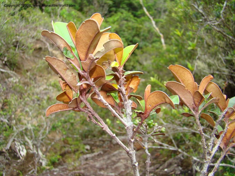 Myrtopsis, JMunzinger x--New Caledonia. Plateau de Dogny. 19 Nov 07. 349.jpg