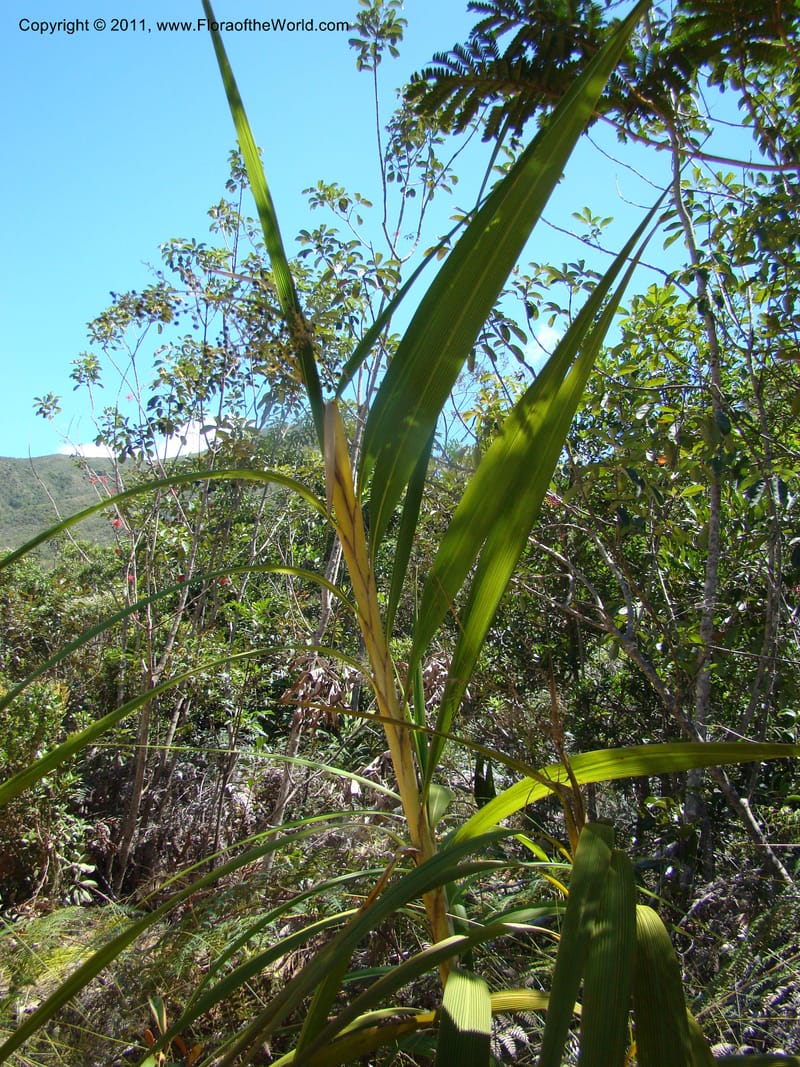 Joinvillea,  Munzinger, J 4656--New Caledonia, Province du Sud, Dumbea barrage,  11 Nov 2007 DSC06545 (6).jpg