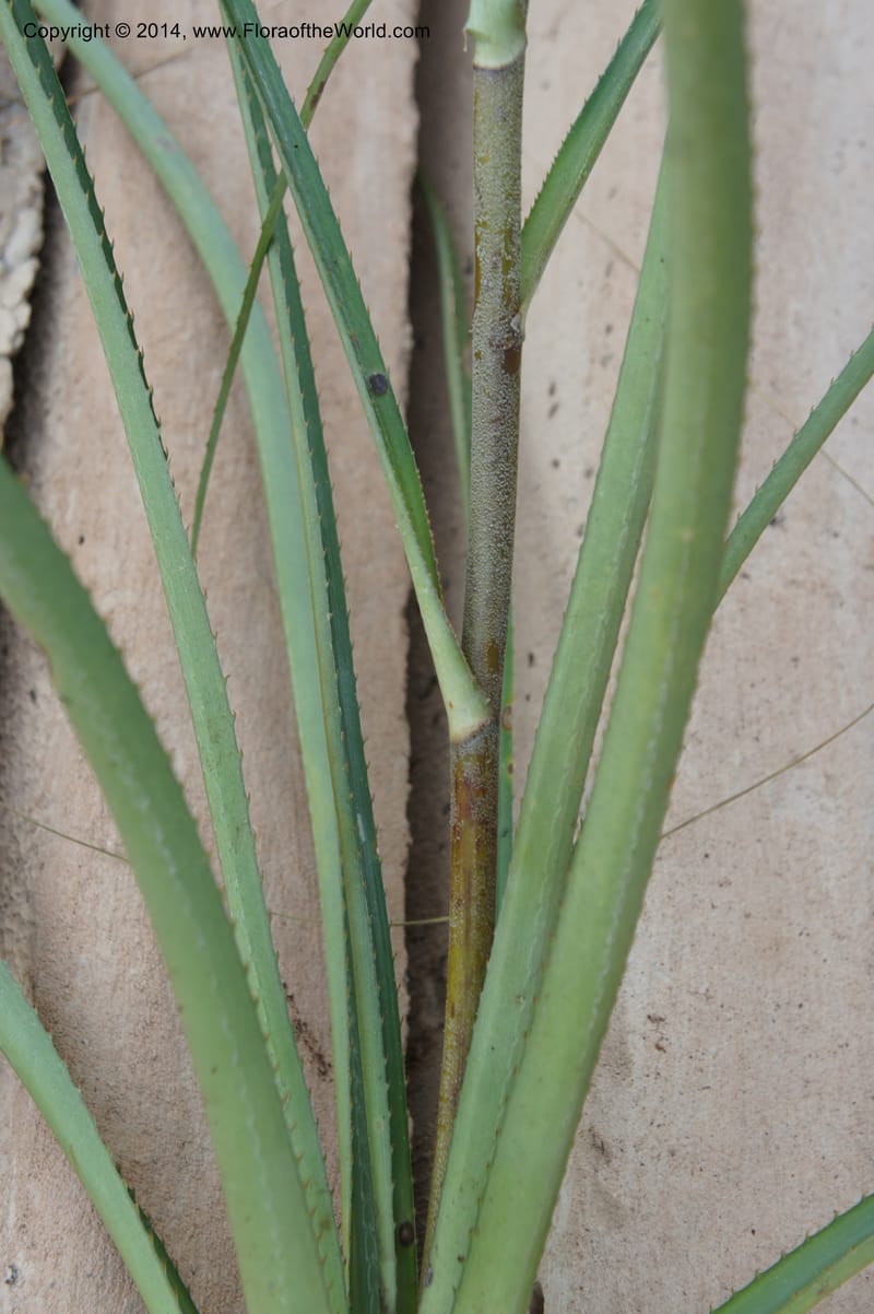 Ananas ananassoides, Stevens, W.D. 31039, Cerro Cora, 15 Mar 2011 4149 (5).JPG