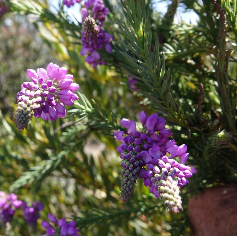 Comesperma, Davidson, C 13424--Australia. W.A. Green Head-Coorow Rd. Stop 2. 24 Oct 2016. DSC04873 (5).JPG