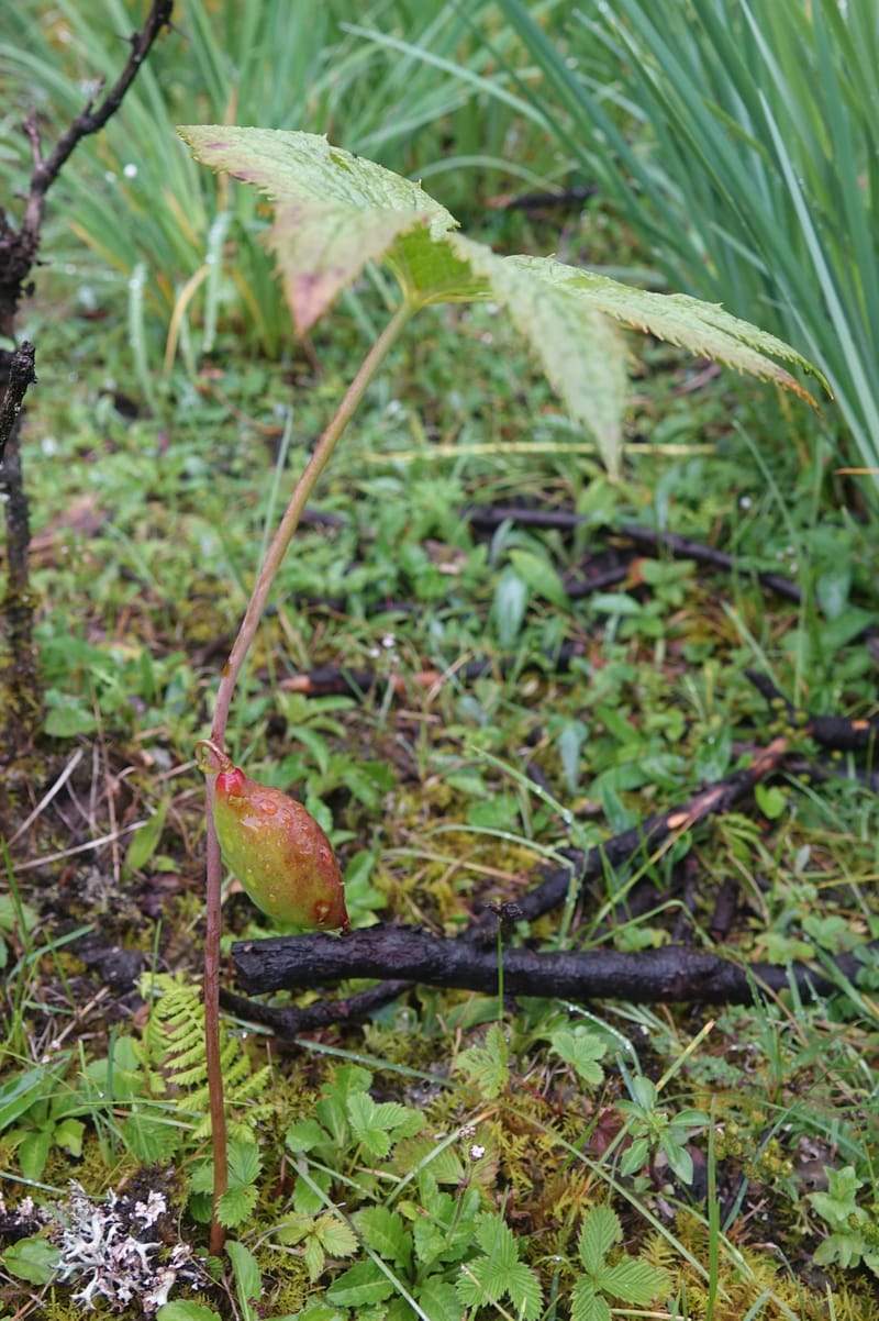 Podophyllum hexandrum, D. Boufford 43981--China. Yunnan. Tianbao Shan. 10 Aug 2017.  (273).JPG