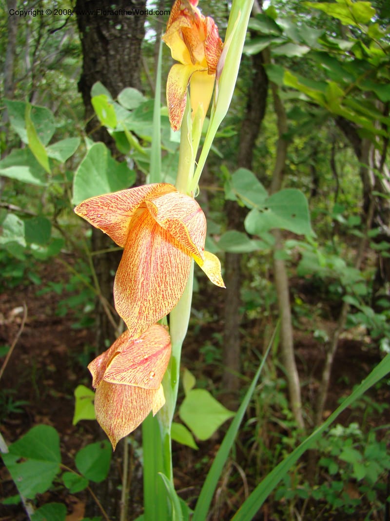 Gladiolus dalenii ssp. andongensis, RGereau7054--Tanz. Mbeya, Utengule Coffee Lodge. 26 Jan 08. 028.jpg