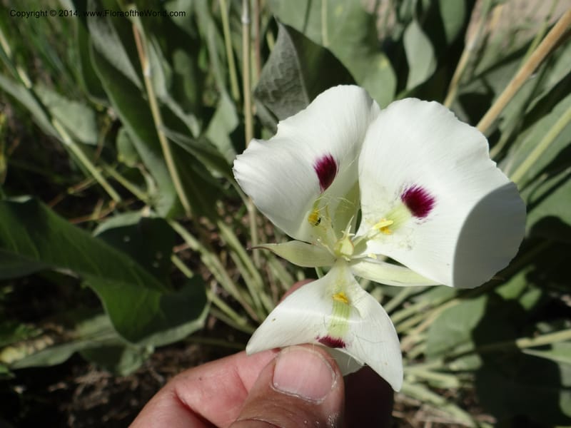 Calochortus eurycarpus, Davidson, C 12189--ID. Boise Co. 5.2 miles west of Long Gulch-Rattlesnake Cr. jct. 15 Jun 2013. DSC06555 (8).JPG