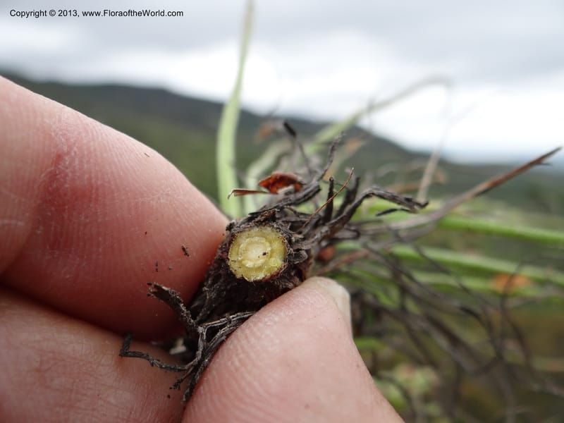 Drosophyllum lusitanicum, Davidson, C 12167--Spain. Andalucia. Parque Natural Alcornocales. 28 May 2013. DSC05381 (23).JPG