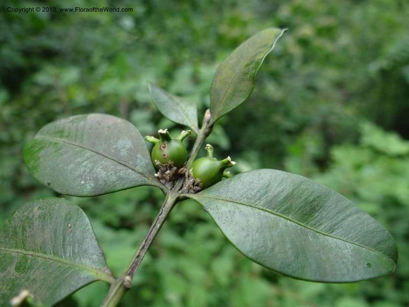 Buxus sinica var. aemulans, Davidson, C 12044--China. Anhui Prov. Huang Shan. 8 Jun 2012. DSC02431 (145).JPG