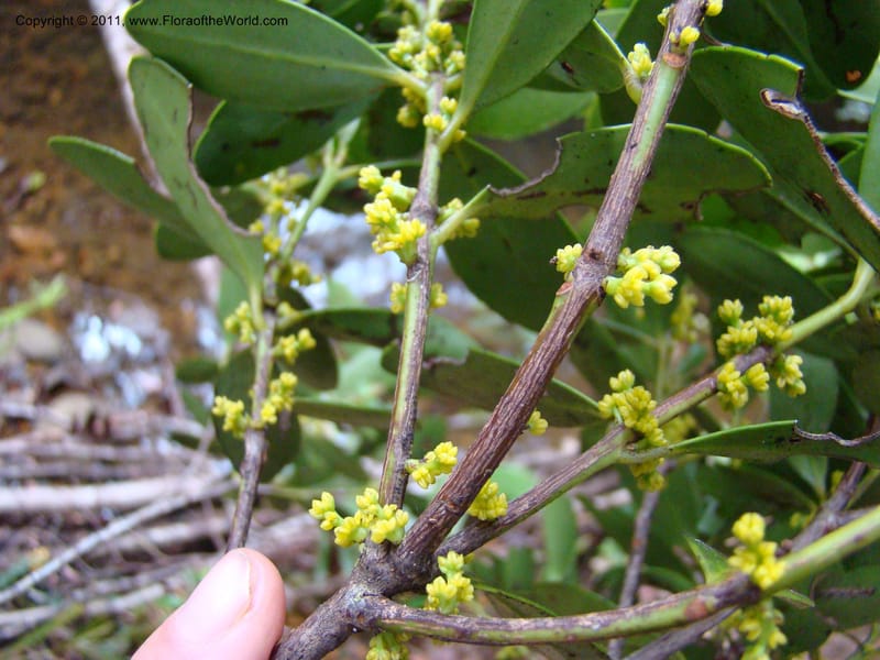 Balanops,  Munzinger, J 4854--New Caledonia, Dogny, 19 Nov 2007, 13 (2).jpg