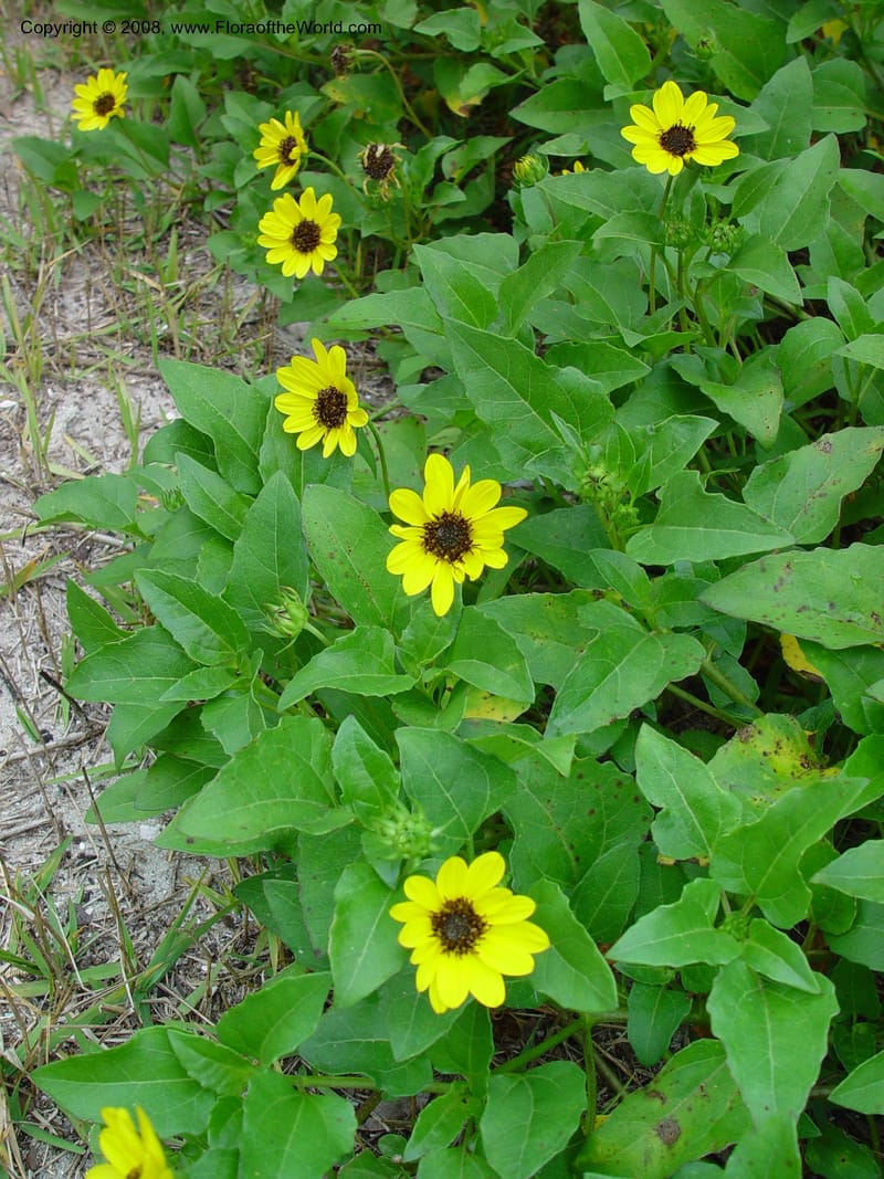 Helianthus debilis--FL. St. Lucie Co. N of Ft. Pierce. 17 Jan 03. 029.jpg