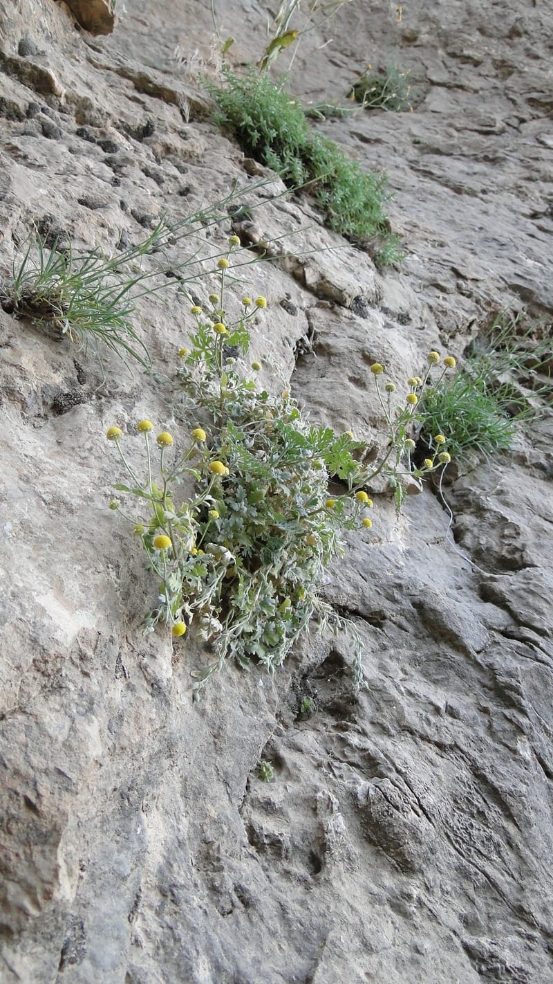 Matricaria, BE.10.8--Iraq. Kurdistan. Shakh-i Pira Magrun. Zewiya. 14 June 2010. 255 (9).jpg