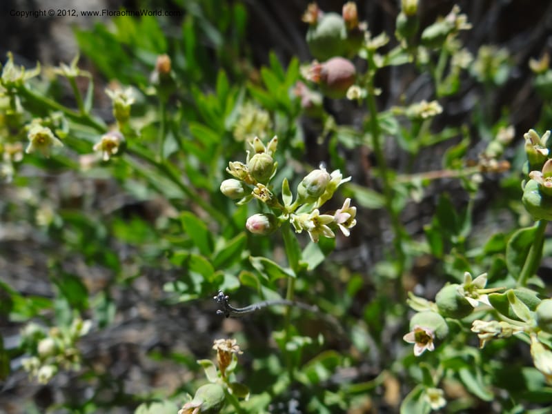 Comandra umbellata, Davidson, C 11942--AZ. Yavapai Co. Crown King Rd. 7 May 2012. DSC0894 1 (94).JPG