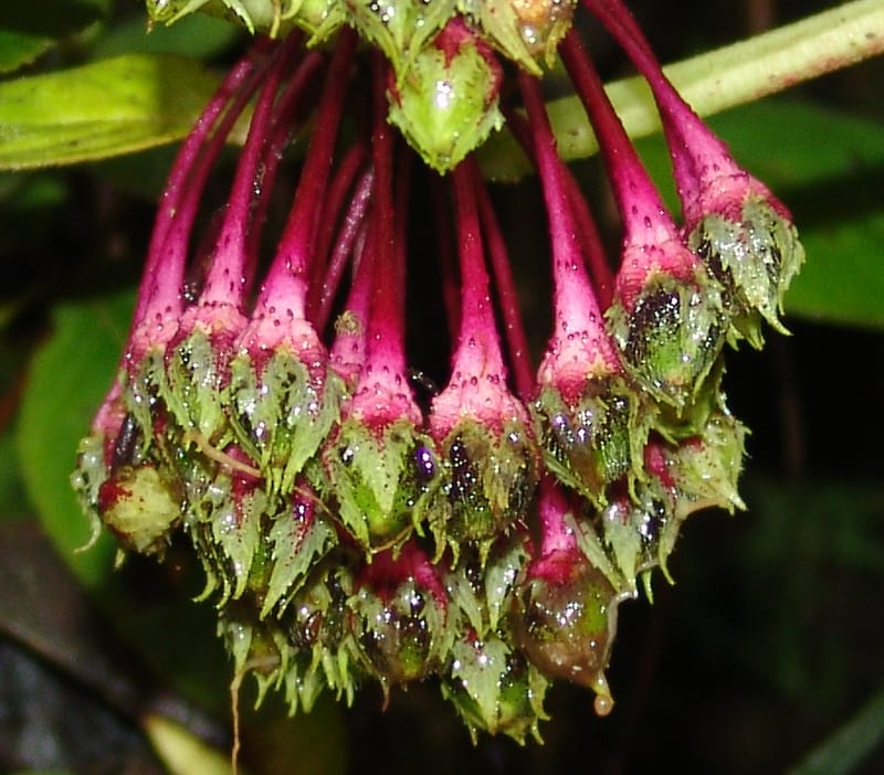 Columnea strigosa, Croat, T 94640--Ecuador. Prov. Pichincha. Nono-Tandayapa. 14 Feb 05. 285a (2).jpg