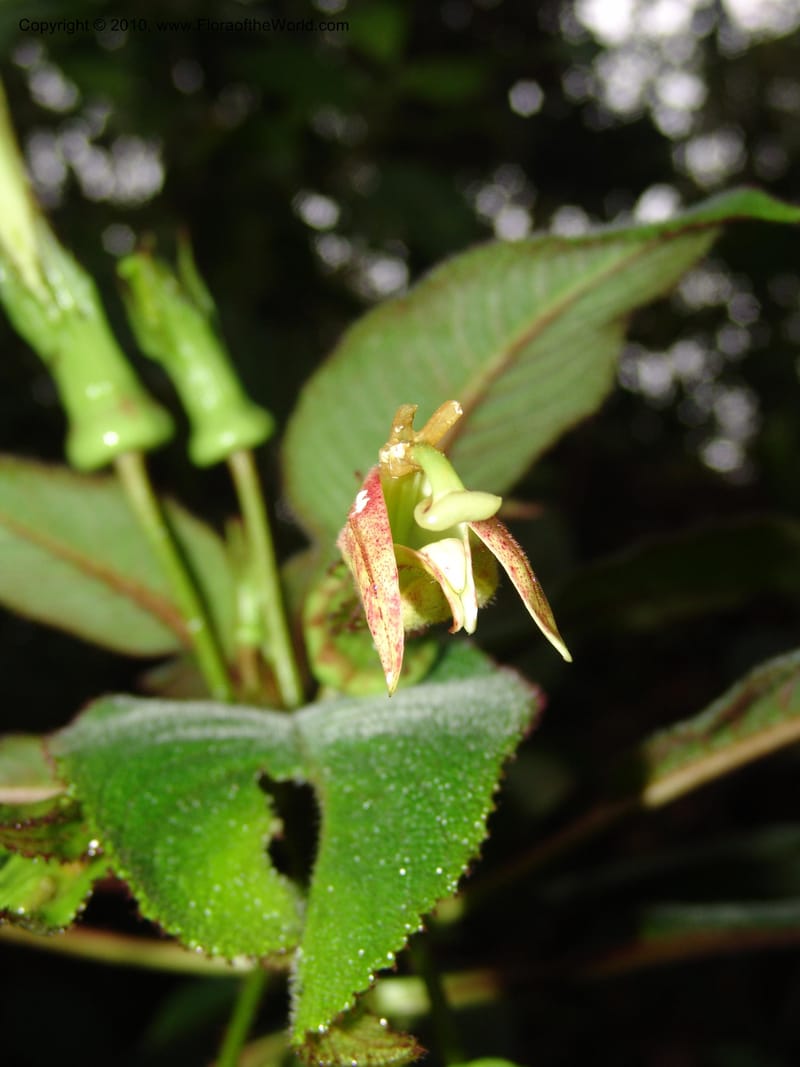 Centropogon nigricans, Croat 96367--Ecuador. Prov. Pichincha. Pacto-Pto. Quito Rd.. 25 Mar 06. 450 (4).jpg