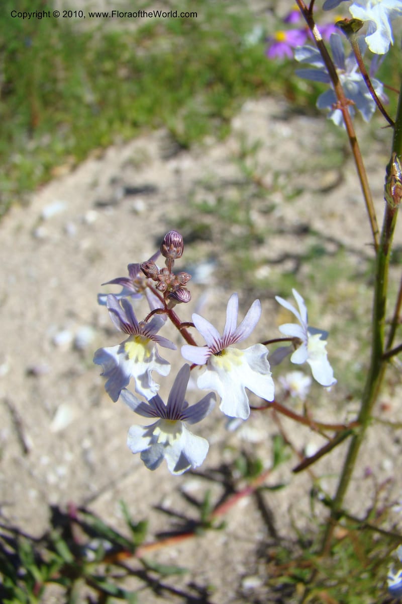 Nemesia bicornis, C. Davidson 11505--South Africa. Western Cape. R27, 5 km N of Velddrif. 24 Aug 09. 046 (6).jpg