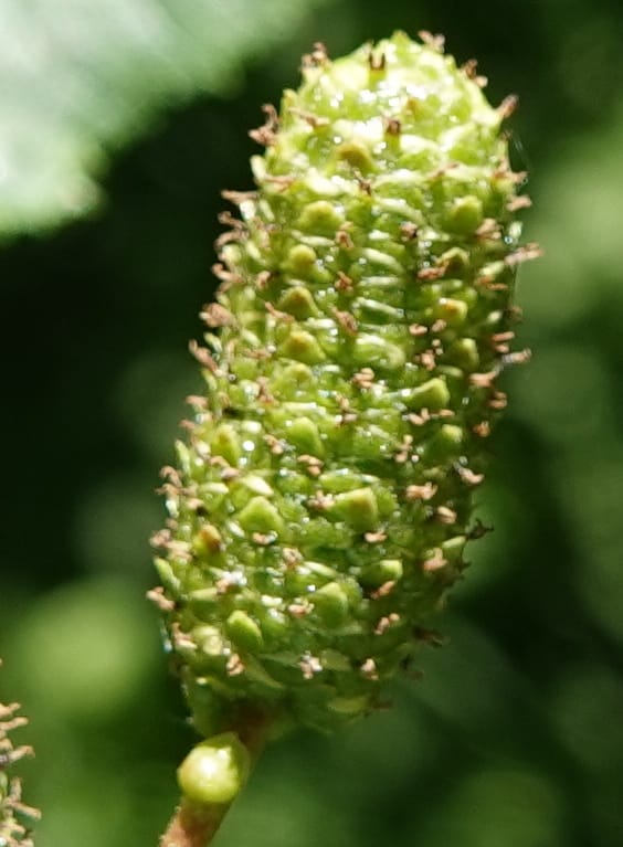 Alnus viridis subsp. fruticosa, C. Davidson 13827--ID. Shoshone Co. Hobo Cedar Grove. 9 Jul 2018. DSC06256 (182).JPG