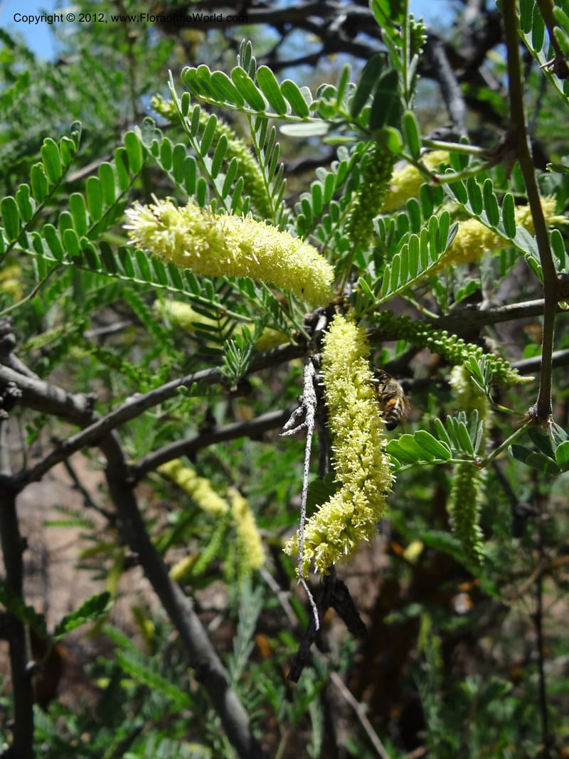 Prosopis glandulosa, Davidson, C 11938--AZ. Yavapai Co. Crown King Rd. 7 May 2012. DSC0894 1 (17).JPG