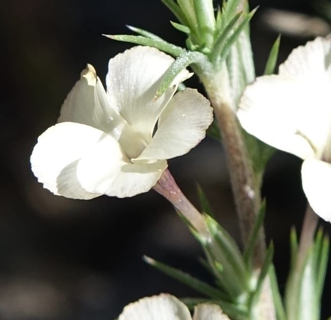 Leptodactylon pungens, C. Davidson 13670--ID. Hwy 20 W of Arco. Open basalt flow. 18 Jun 2017. DSC02519 (118).JPG