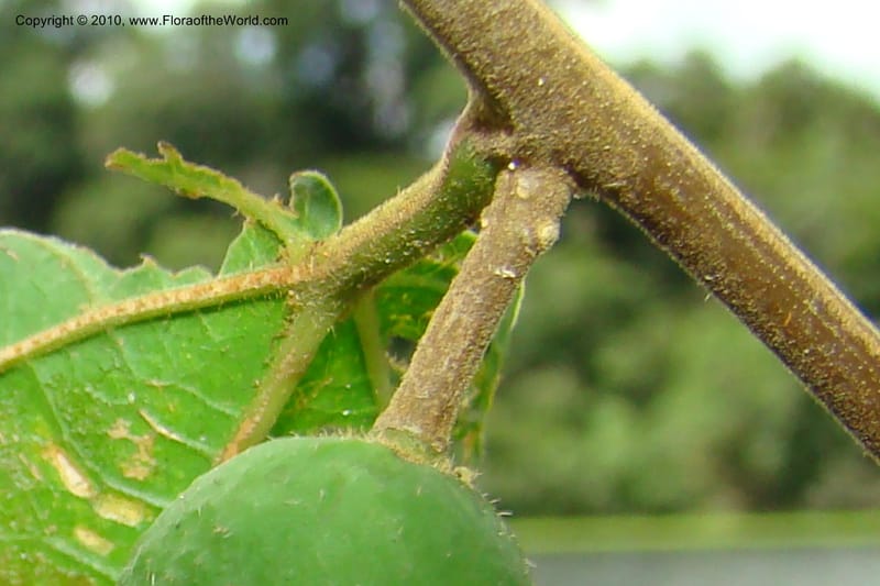 Celtis iguanaea, R. Vasquez 34860--Peru. Loreto. Dto. Parinari. HuishtoCocha. R. Samiria. 13 Nov 08. 481 (7).jpg