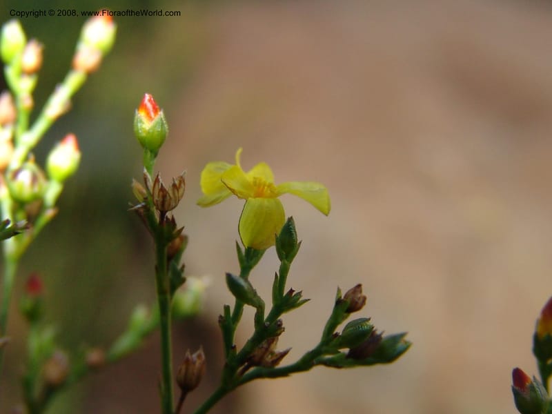Linum thunbergii--So.Africa. E. Cape. Joubert's Pass, SE of Lady Gray. 9 Mch 05. 326.jpg