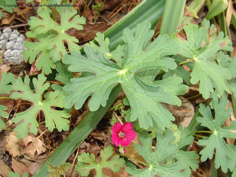 Geranium caespitosum, 79.0605--CA. UC Berkeley Bot. Garden. 31 May 07. 019.jpg