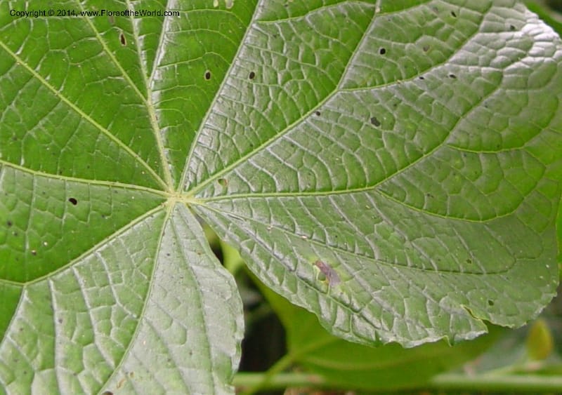 Piper umbellatum--Cameroon. Mt. Cameroon. 5 Dec 03. 056a (3).jpg