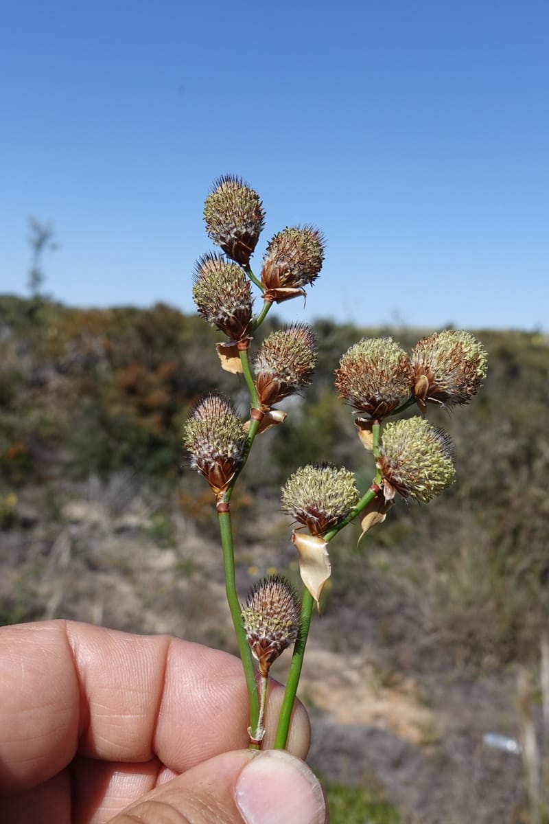 Lepidobolus chaetocephalus, Davidson, C 13414--Australia. Kingia locality. 23 Oct 2016. DSC04566 (165).JPG
