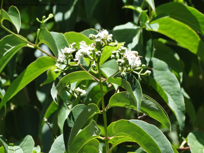Heptacodium jasminoides--Tasmania. Royal Tasmanian Botanical Garden. 2 Feb 2010. 3596 (3).JPG