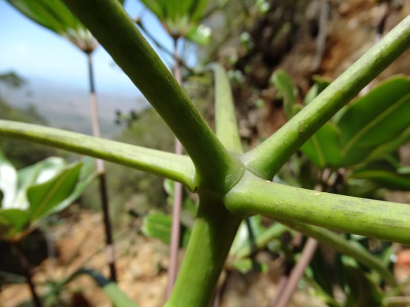 Plerandra polydactylis, Lowry, P 7420--New Caledonia. PinPin. 20 Nov 2015. DSC03938 (116).JPG
