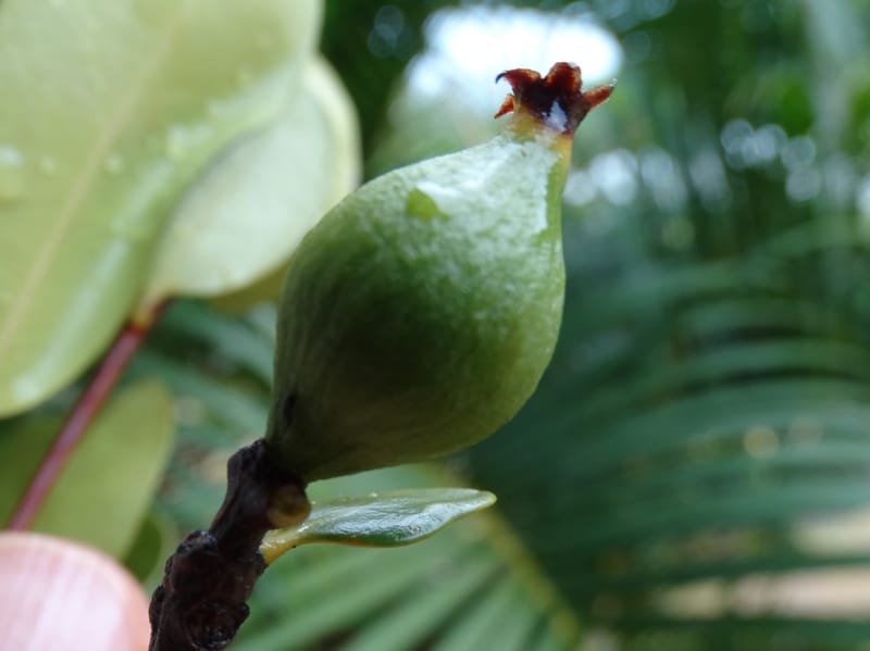 Atractocarpus, Lowry, P 7408A--New Caledonia. Plateau de Tiea. 18 Nov 2015. DSC03758 (57).JPG