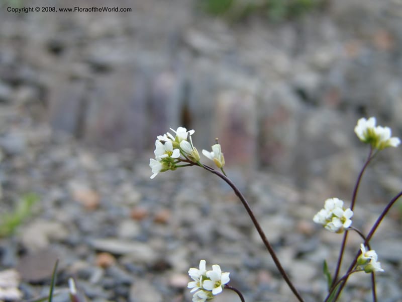 Draba hispida--Georgia. Kazbeki . Trail-road to Sameba Church. 2 Jun 05. 405.jpg