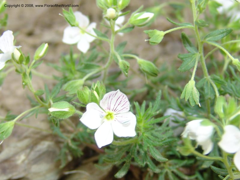Veronica peduncularis--Georgia. Kazbegi region. E of Sno village. 3 Jun 05. 073.jpg