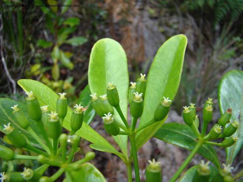 Schefflera gordonii, PLowry6902--New Caledonia. Monts Dzumac. 20 Nov 07. 144.jpg