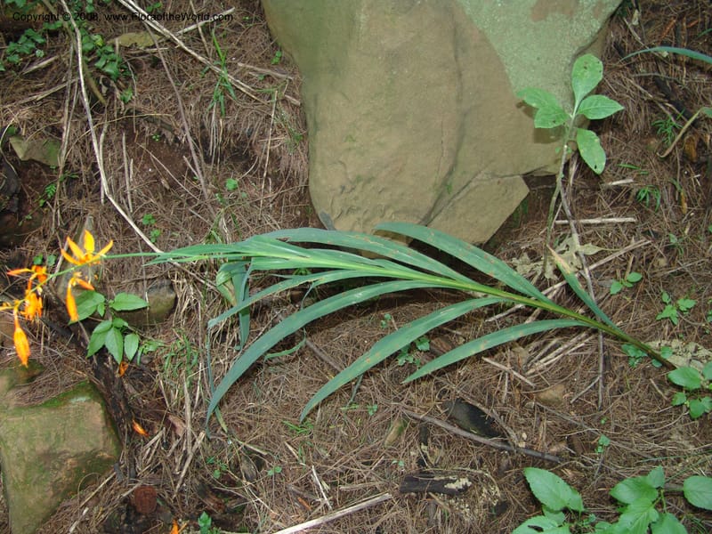 Crocosmia aurea--So.Africa. KZN. Midl. Meand. Granny Mouse. 13 Mch 05. 114.jpg