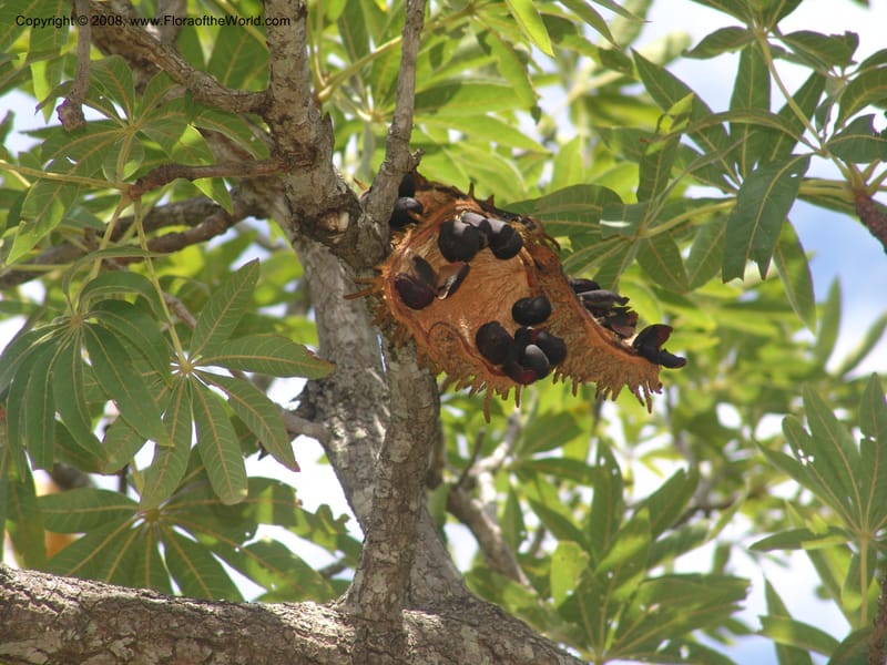 Sterculia murex--So. Africa. Mpumalanga. Karino. Whyte Thorne Garden. 19 Mch 05. 243.jpg