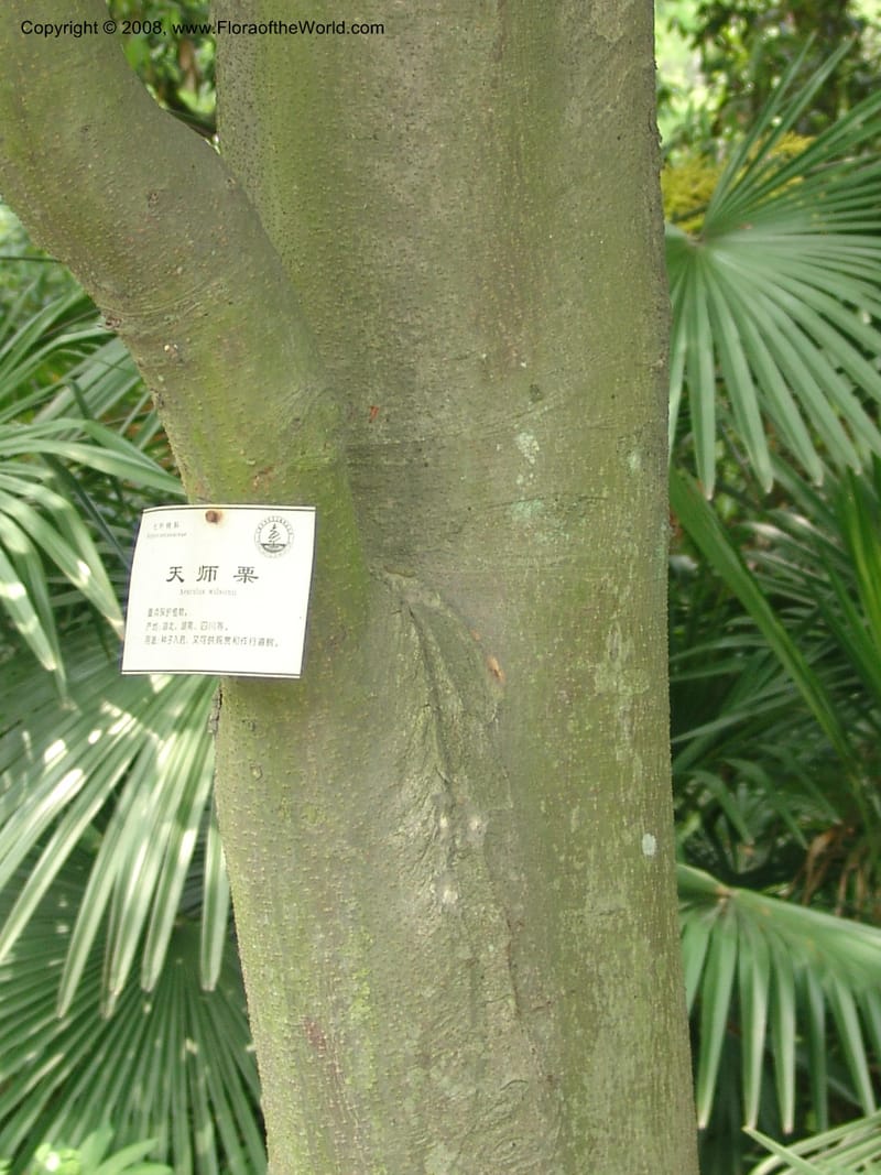 Aesculus wilsonii, 041380105--China. Hubei. Wuhan Botanical Garden. 24 Apr 07. 313.jpg