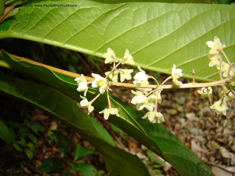 Ocotea valerioides, B. Hammel 24650--Costa Rica. Prov. Limon. Selva Bananito Lodge. 12 Apr 08. 267 (3).jpg