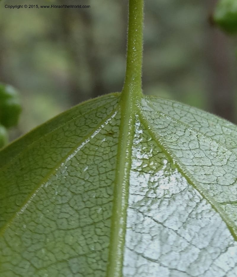 Populus, Boufford, D 43740--China. Sichuan. XinZhaZi Gou. 14 May 2014. DSC06426 (22).JPG