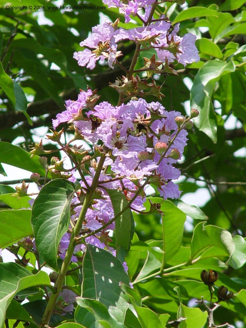 Lagerstroemia speciosa--Ghana. Aburi Botanic Garden. 10 Dec 03. 096.jpg