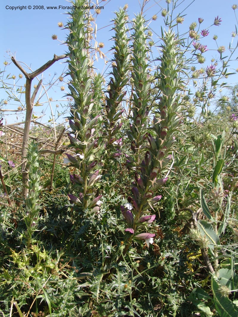 Acanthus spinosus--Crete. Ep. Apokoronos. Aptera. 23 May 05. 098.jpg