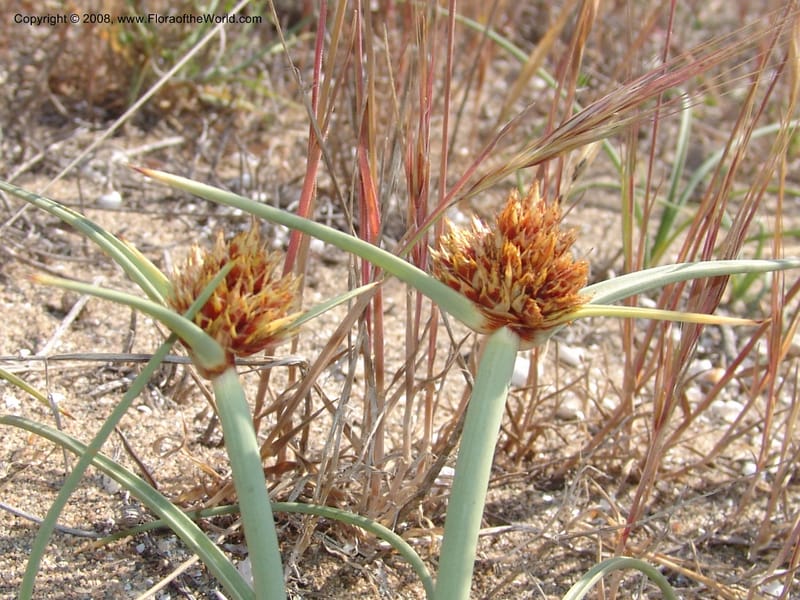 Cyperus capitatus--Spain. Prov. Almeria. Cabo de Gata.  Wildfl. Center. 23 Apr 05. 080.jpg