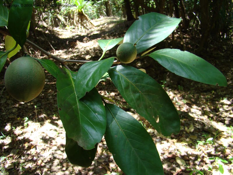 Atractocarpus, JMunzinger4756--New Caledonia. Les Trois Creeks. 13 Nov 07. 047.jpg