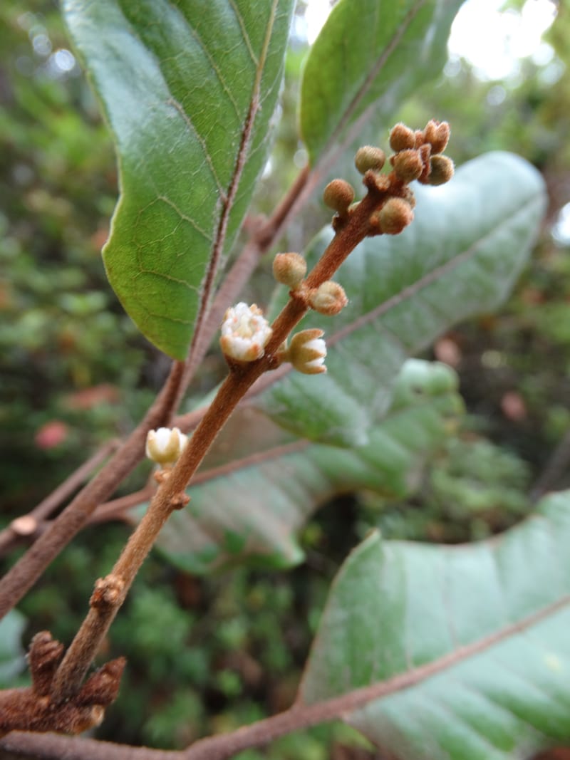 Storthocalyx sordidus, Callmander, M 1230--New Caledonia. Haute Robinson. 11 Nov. 2015. DSC00909 (64).JPG
