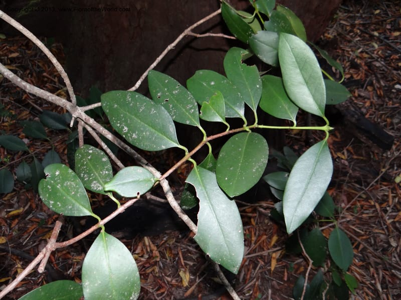 Gomortega keule, WDS 34081--Chile. Reserva Nac. Los Queules. 15 Feb 2013. DSC01158 (149).JPG