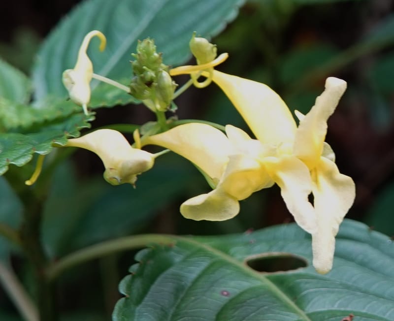 Impatiens ruiliensis, D. Boufford 44100--China. Yunnan. Lao jun Shan. 30 Apr 2018. DSC00424 (593).JPG