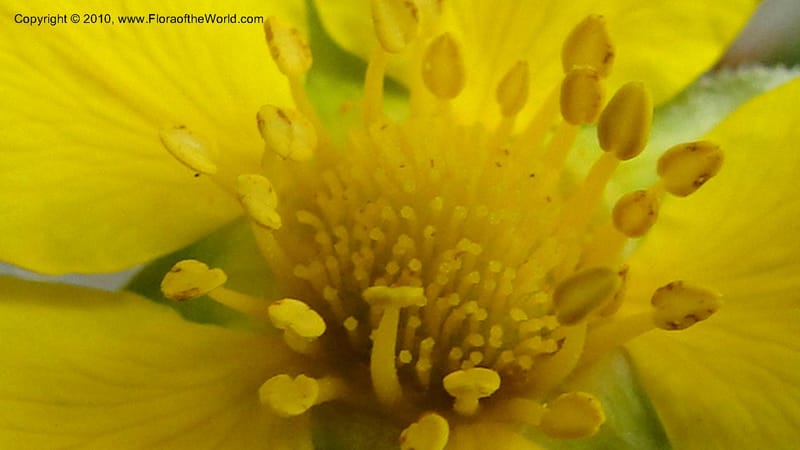 Potentilla anserina, C. Davidson 11781--CA. Humboldt Co. Trinidad State Beach. 18 August 2010. 081 (38).jpg