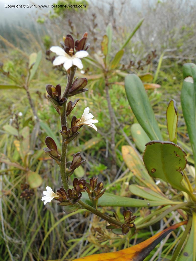 Scaevola beckii, M. Callmander 793--New Caledonia. Mont Dore. 20 Jan 2010. 1247 (9).JPG