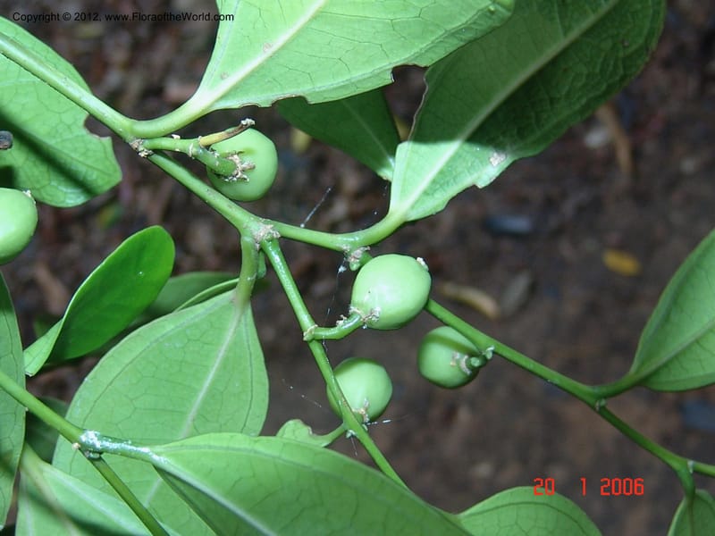 Celtis bifida, Not collected-Madagascar, Berenty, 21 Jan 2006  020 (1).jpg