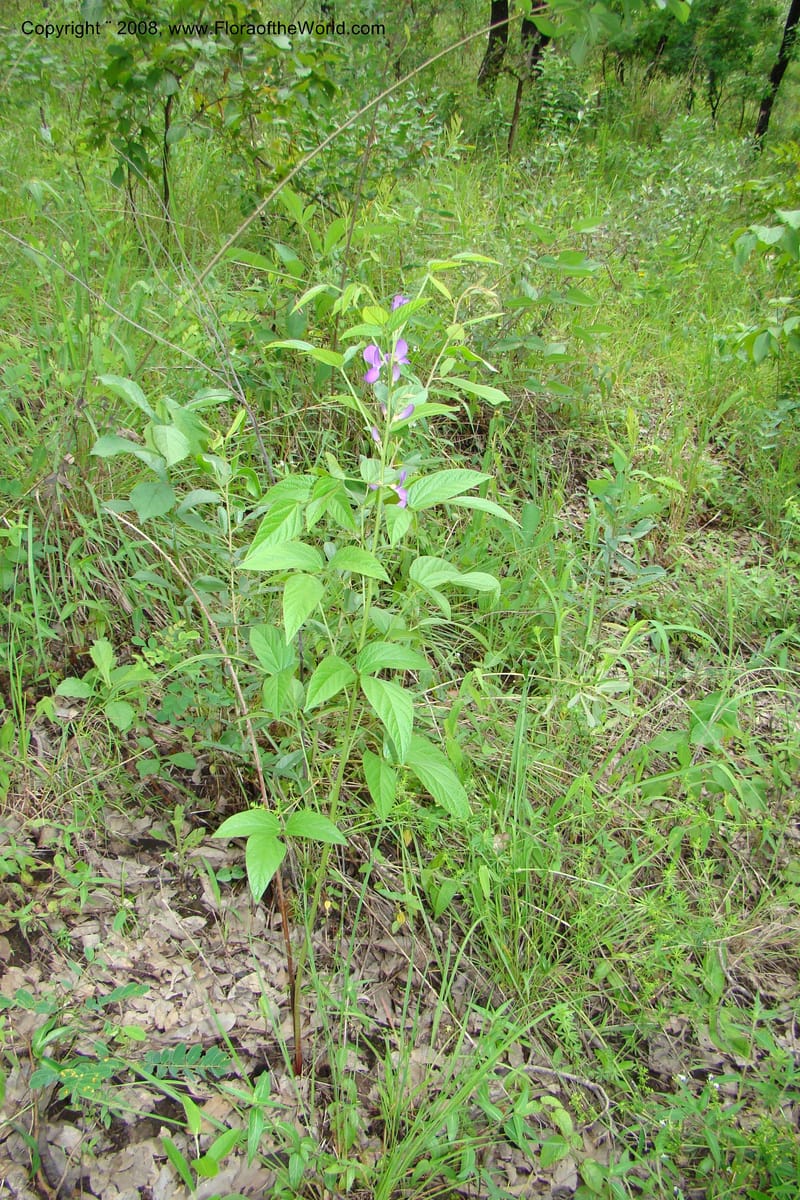 Dolichos kilimandscharica ssp. k., RGereau6999--Tanz. Mbeya R. Distr. Pungaluma Hills. 23 Jan 08. 217.jpg