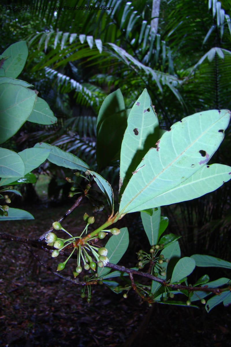 Pouteria benai, Mori 27353--French Guiana. Les Nouragues Station. 29 Oct 09. 235 (3).jpg