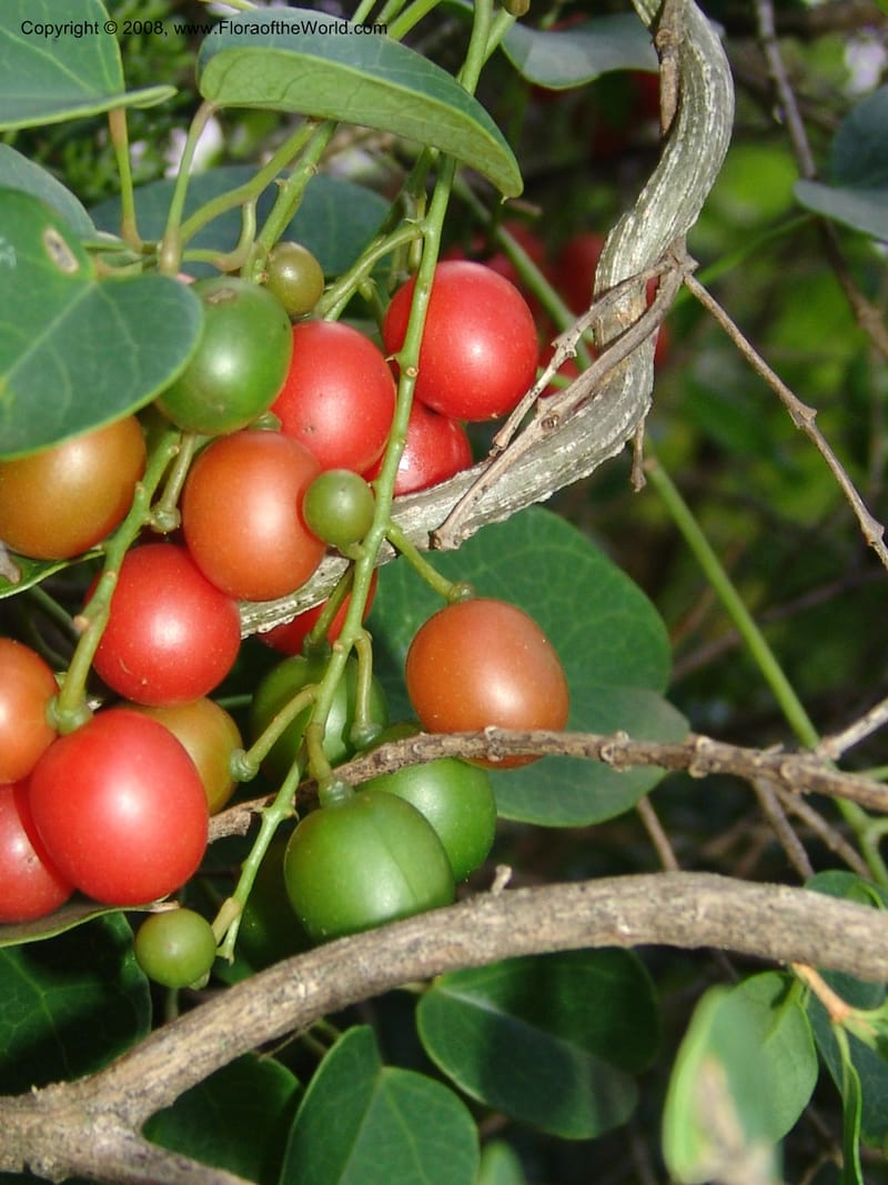 Tinospora cf caffra--So. Africa. Lowveld Nat. Bot. Gard. 14 Mch 05. 284.jpg