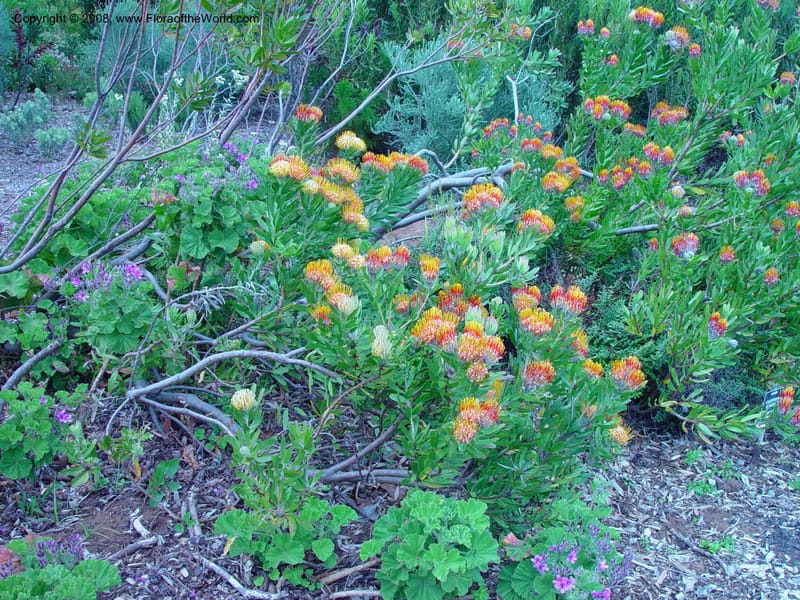Leucospermum--So. Africa. Cape Province. Kirstenbosch Bot. Gard. 20 Nov 02. 056.jpg
